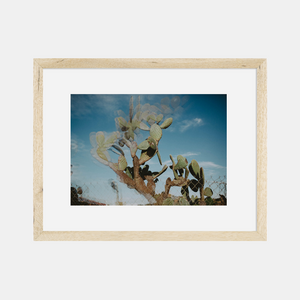 Photographic Print | Trippy Cactus in a frame by The Bee and The Fox