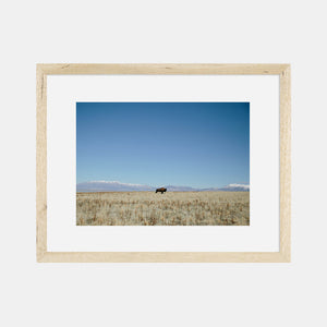 Photographic Print | Bison by The Bee and The Fox