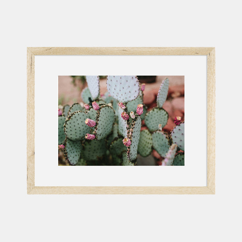 More Pricks - Cactus Photography Print