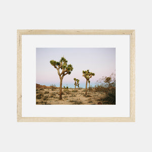 Joshua Tree Photographic Print by The Bee and The Fox