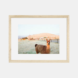 Photographic Print | Llama by The Bee and The Fox