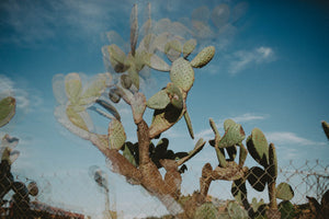 Photographic Print | Trippy Cactus by The Bee and The Fox