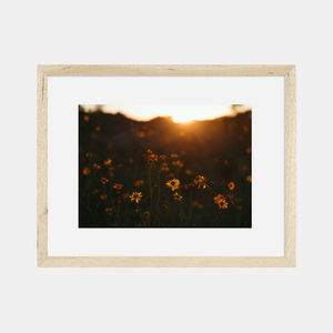 Photographic Print | Wildflowers at sunset by The Bee and The Fox