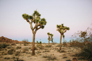 Joshua Tree Photographic Print by The Bee and The Fox
