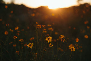 Photographic Print | Wildflowers at sunset by The Bee and The Fox